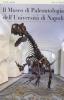 Il museo di paleontologia dell'Universit� di Napoli