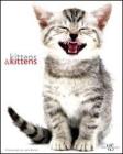 Kittens & kittens
