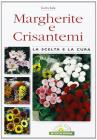 Margherite e crisantemi