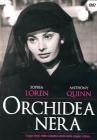 Orchidea nera