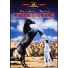 Il ritorno di Black Stallion